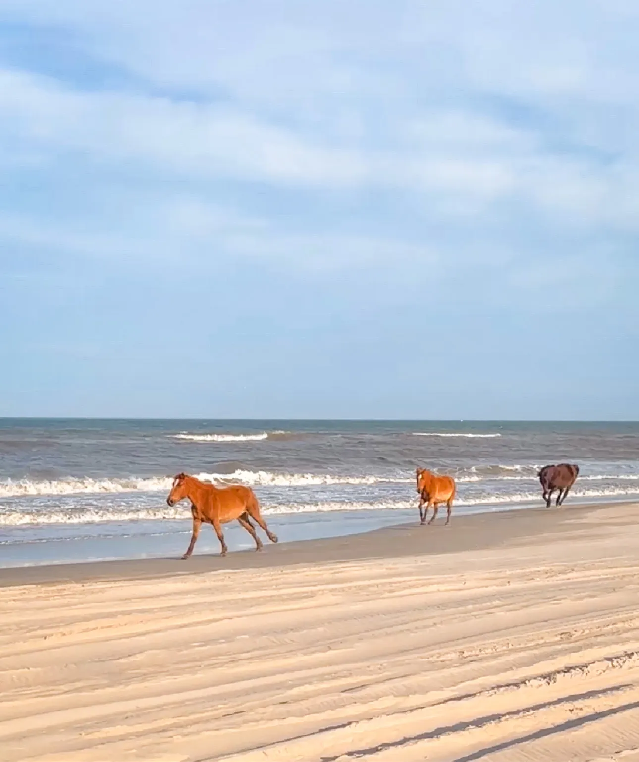 Wild horses on the beach at Dune Haus